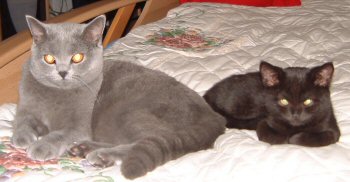 Ebby & Amor